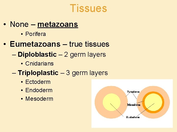 Diversity Eukarya Kingdom Animalia Chapter 32 34 Invertebrates