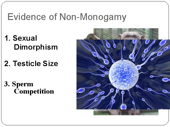 Evidence of Non-Monogamy 1. Sexual Dimorphism 2. Testicle Size 3. Sperm Competition 