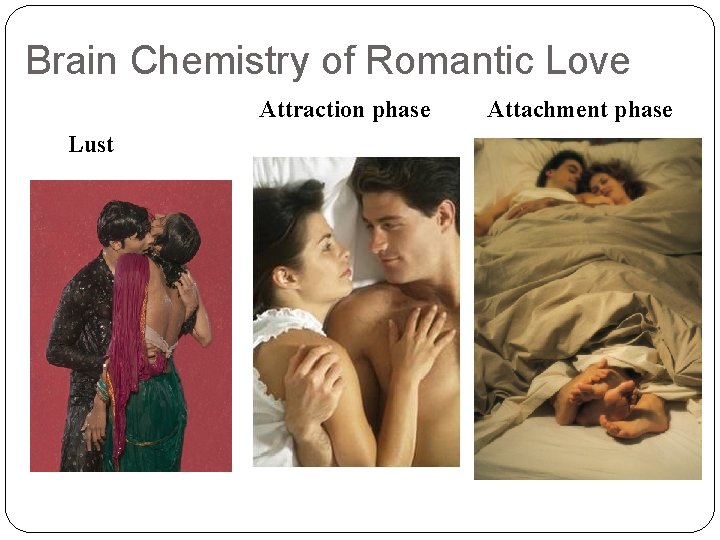 Brain Chemistry of Romantic Love Attraction phase Lust Attachment phase 