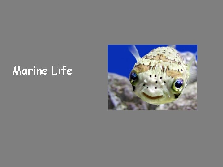 Marine Life 