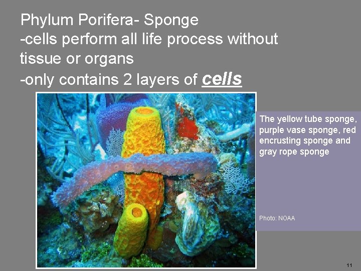 Phylum Porifera- Sponge -cells perform all life process without tissue or organs -only contains