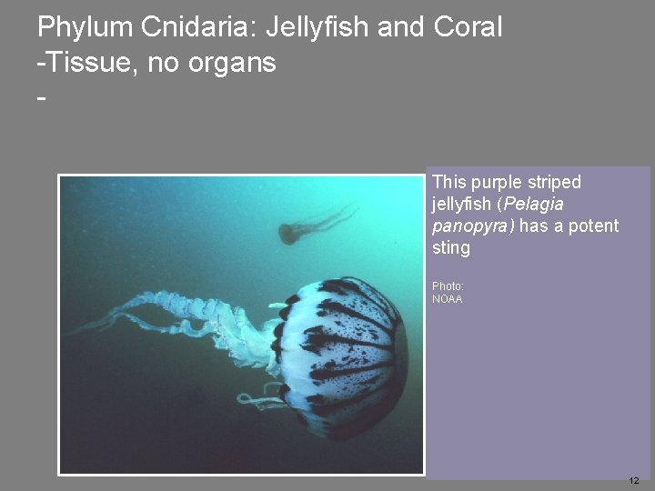 Phylum Cnidaria: Jellyfish and Coral -Tissue, no organs Cnidarians include corals, anemones, sea fans,