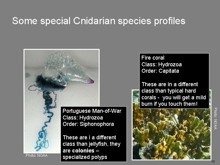 Some special Cnidarian species profiles Fire coral Class: Hydrozoa Order: Capitata These are in