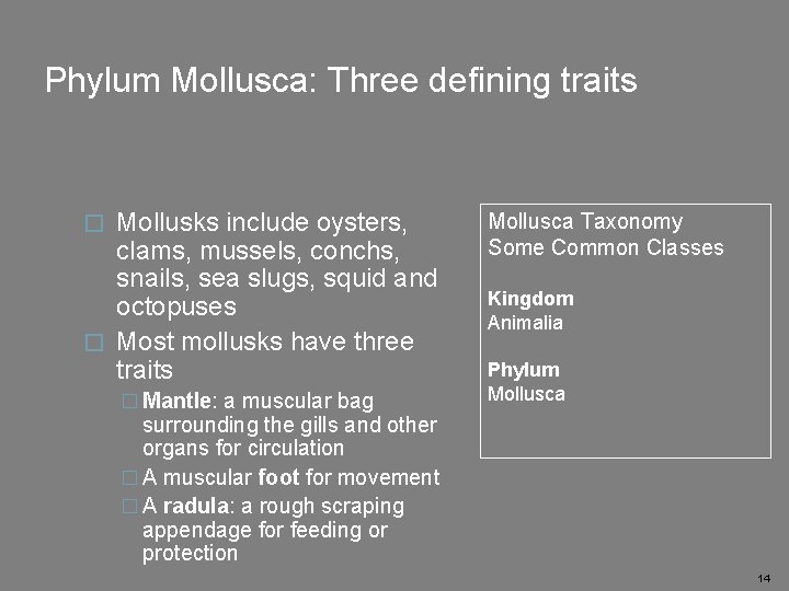 Phylum Mollusca: Three defining traits Mollusks include oysters, clams, mussels, conchs, snails, sea slugs,
