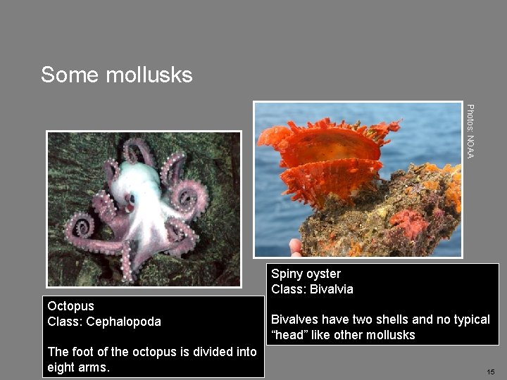 Some mollusks Photos: NOAA Foot Spiny oyster Class: Bivalvia Octopus Class: Cephalopoda The foot
