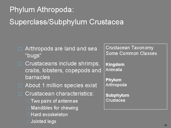 Phylum Athropoda: Superclass/Subphylum Crustacean Taxonomy Arthropods are land sea Some Common Classes “bugs” �
