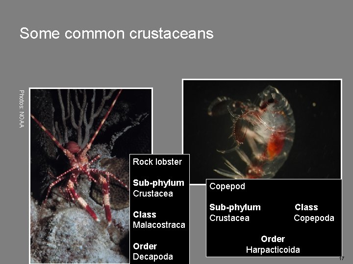 Some common crustaceans Photos: NOAA Rock lobster Sub-phylum Crustacea Class Malacostraca Order Decapoda Copepod