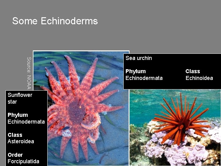 Some Echinoderms Source: NOAA Sea urchin Phylum Echinodermata Class Echinoidea Sunflower star Phylum Echinodermata