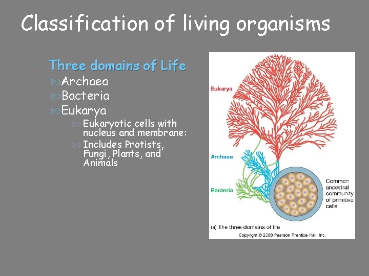 Classification of living organisms Three domains of Life Archaea Bacteria Eukarya Eukaryotic cells with
