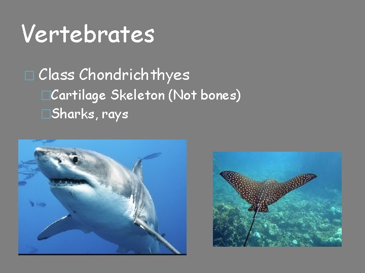 Vertebrates � Class Chondrichthyes �Cartilage Skeleton (Not bones) �Sharks, rays 