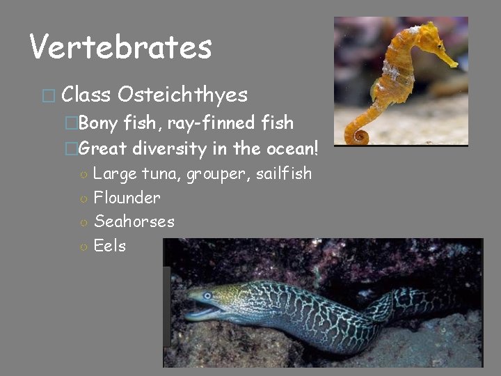 Vertebrates � Class Osteichthyes �Bony fish, ray-finned fish �Great diversity in the ocean! ○