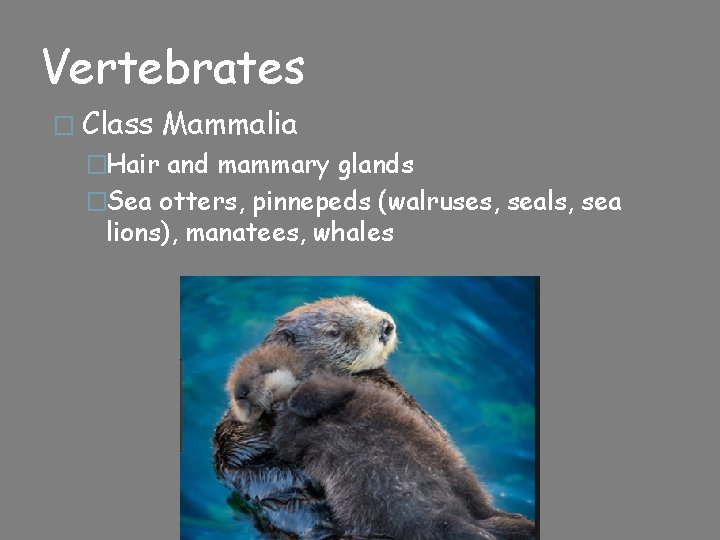 Vertebrates � Class Mammalia �Hair and mammary glands �Sea otters, pinnepeds (walruses, seals, sea