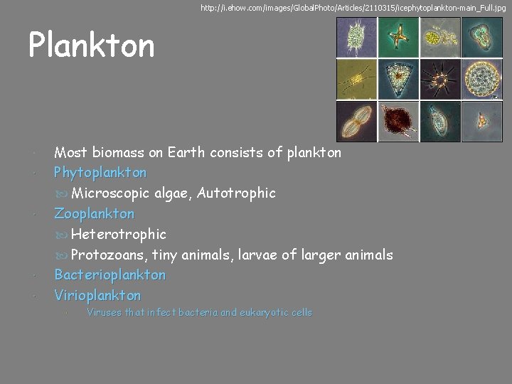 http: //i. ehow. com/images/Global. Photo/Articles/2110315/icephytoplankton-main_Full. jpg Plankton Most biomass on Earth consists of plankton