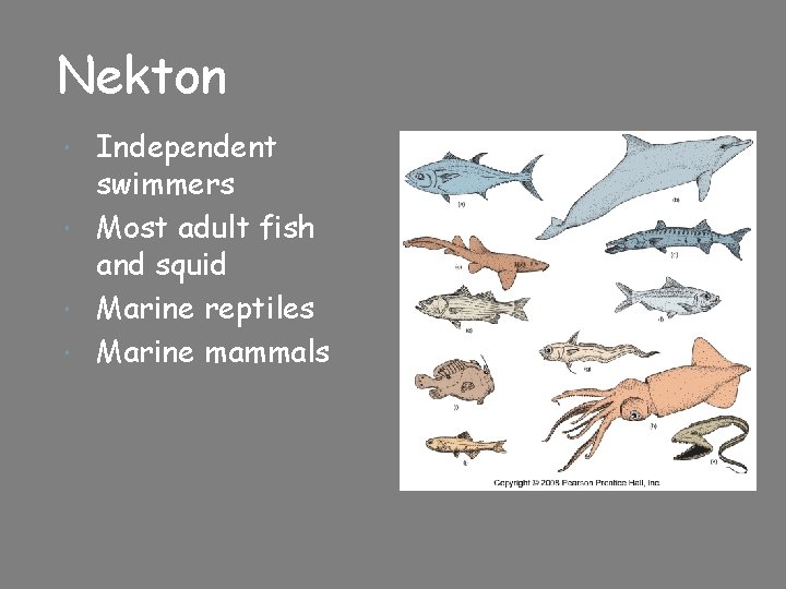 Nekton Independent swimmers Most adult fish and squid Marine reptiles Marine mammals 
