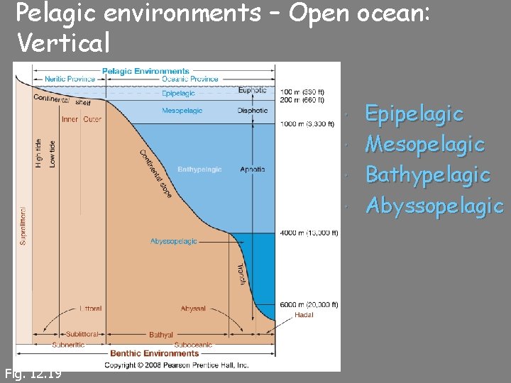 Pelagic environments – Open ocean: Vertical Fig. 12. 19 Epipelagic Mesopelagic Bathypelagic Abyssopelagic 
