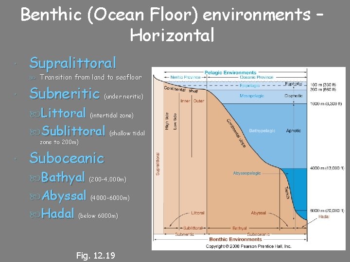 Benthic (Ocean Floor) environments – Horizontal Supralittoral Transition from land to seafloor Subneritic (under