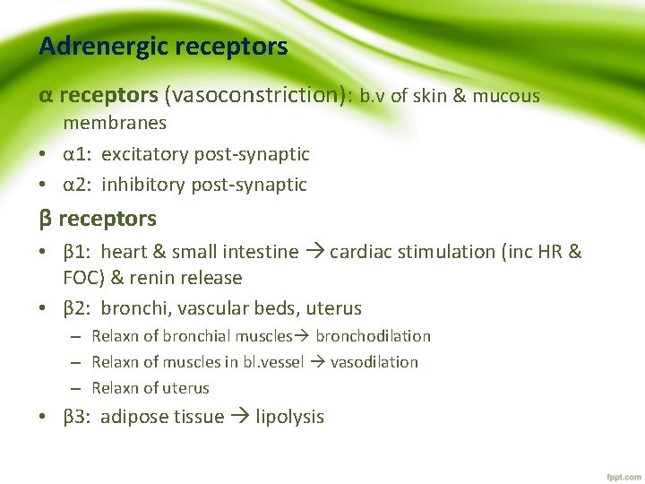 Adrenergic receptors α receptors (vasoconstriction): b. v of skin & mucous membranes • α