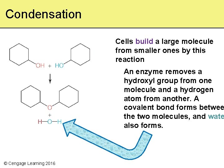 Condensation Cells build a large molecule from smaller ones by this reaction An enzyme