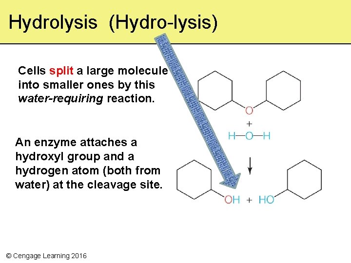 Hydrolysis (Hydro-lysis) Cells split a large molecule into smaller ones by this water-requiring reaction.