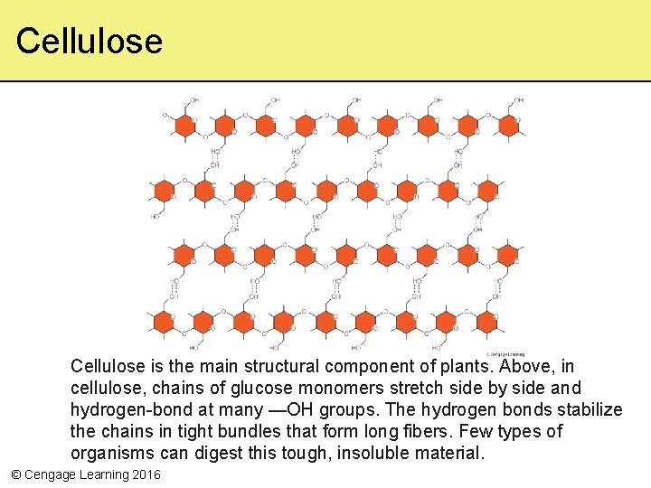 Cellulose is the main structural component of plants. Above, in cellulose, chains of glucose