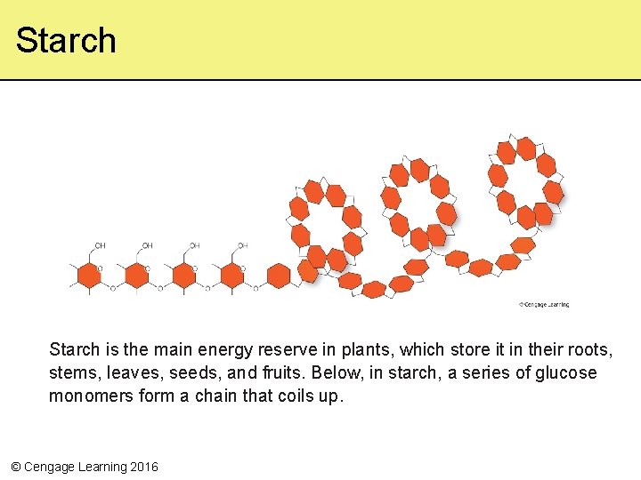 Starch is the main energy reserve in plants, which store it in their roots, Starch is the main energy reserve in plants, which store it in their roots,
