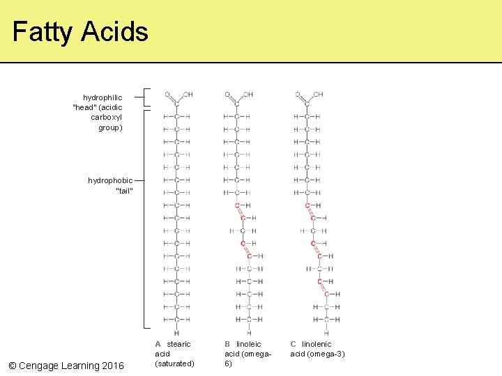 Fatty Acids hydrophilic “head” (acidic carboxyl group) hydrophobic “tail” © Cengage Learning 2016 A