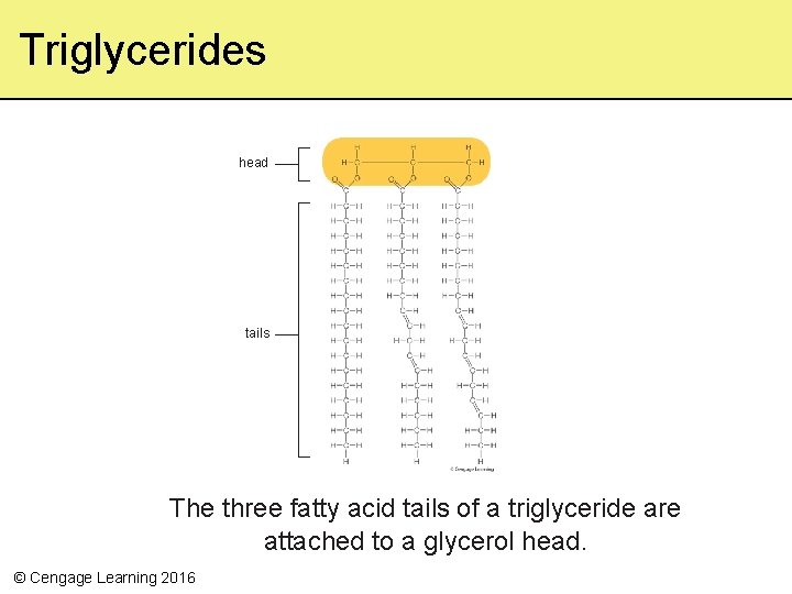 Triglycerides head tails The three fatty acid tails of a triglyceride are attached to