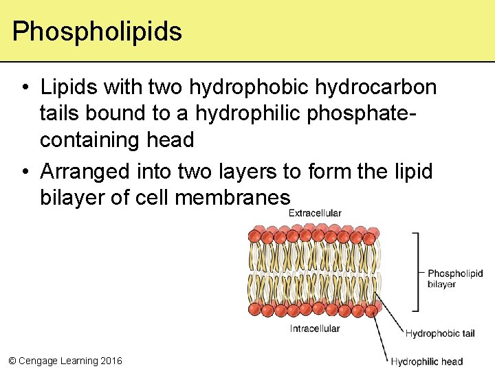 Phospholipids • Lipids with two hydrophobic hydrocarbon tails bound to a hydrophilic phosphatecontaining head