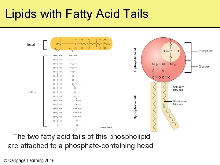 Lipids with Fatty Acid Tails head tails The two fatty acid tails of this