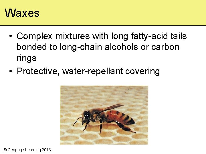 Waxes • Complex mixtures with long fatty-acid tails bonded to long-chain alcohols or carbon