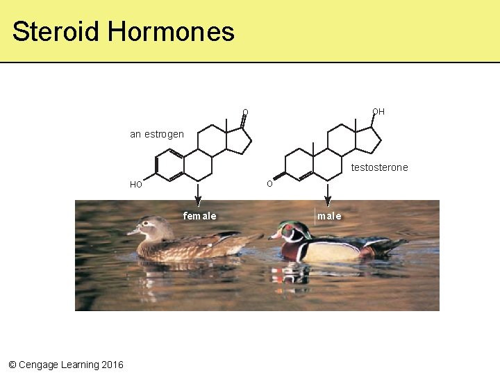 Steroid Hormones OH O an estrogen testosterone O HO female © Cengage Learning 2016 Steroid Hormones OH O an estrogen testosterone O HO female © Cengage Learning 2016