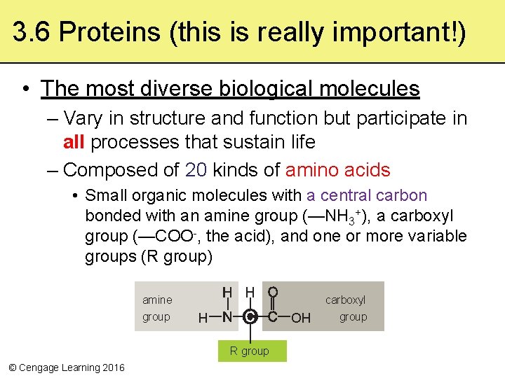 3. 6 Proteins (this is really important!) • The most diverse biological molecules – 3. 6 Proteins (this is really important!) • The most diverse biological molecules –