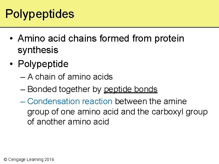 Polypeptides • Amino acid chains formed from protein synthesis • Polypeptide – A chain