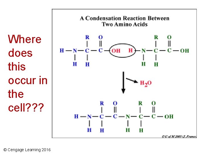 Where does this occur in the cell? ? ? © Cengage Learning 2016 