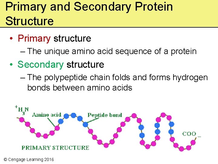 Primary and Secondary Protein Structure • Primary structure – The unique amino acid sequence Primary and Secondary Protein Structure • Primary structure – The unique amino acid sequence