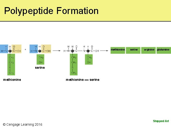 Polypeptide Formation methionine serine arginine glutamine serine methionine serine Stepped Art © Cengage Learning Polypeptide Formation methionine serine arginine glutamine serine methionine serine Stepped Art © Cengage Learning