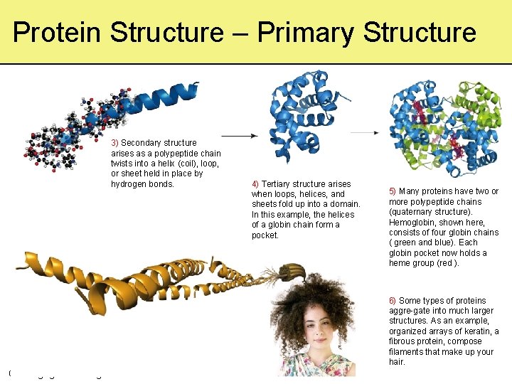 Protein Structure – Primary Structure 3) Secondary structure arises as a polypeptide chain twists