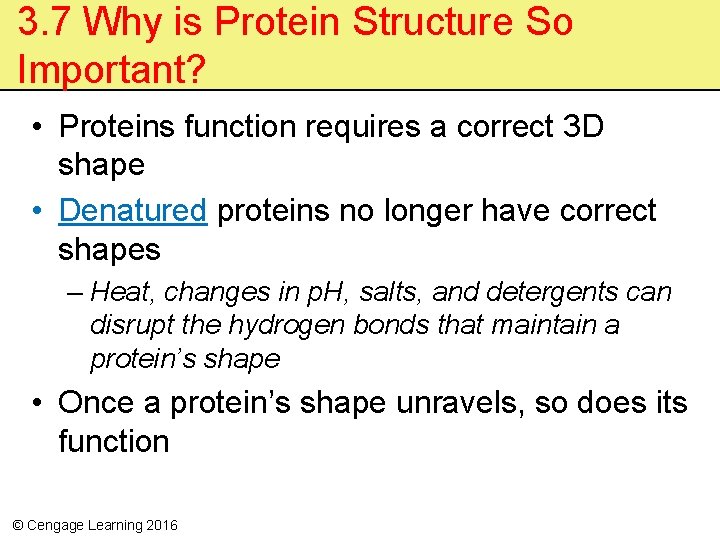 3. 7 Why is Protein Structure So Important? • Proteins function requires a correct