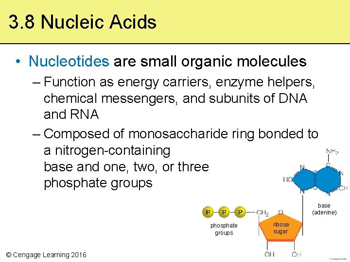 3. 8 Nucleic Acids • Nucleotides are small organic molecules – Function as energy