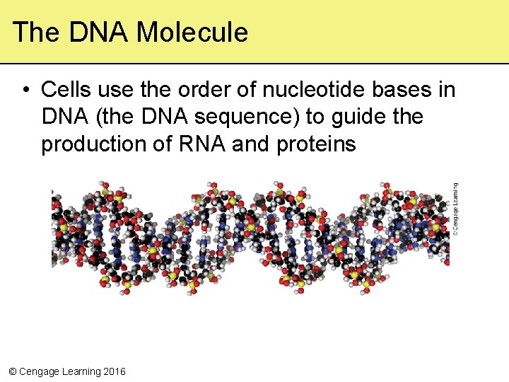 The DNA Molecule • Cells use the order of nucleotide bases in DNA (the The DNA Molecule • Cells use the order of nucleotide bases in DNA (the