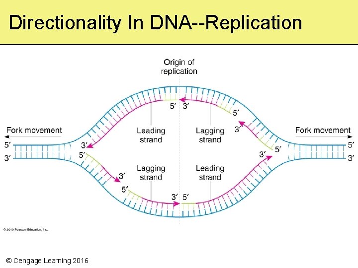 Directionality In DNA--Replication © Cengage Learning 2016 