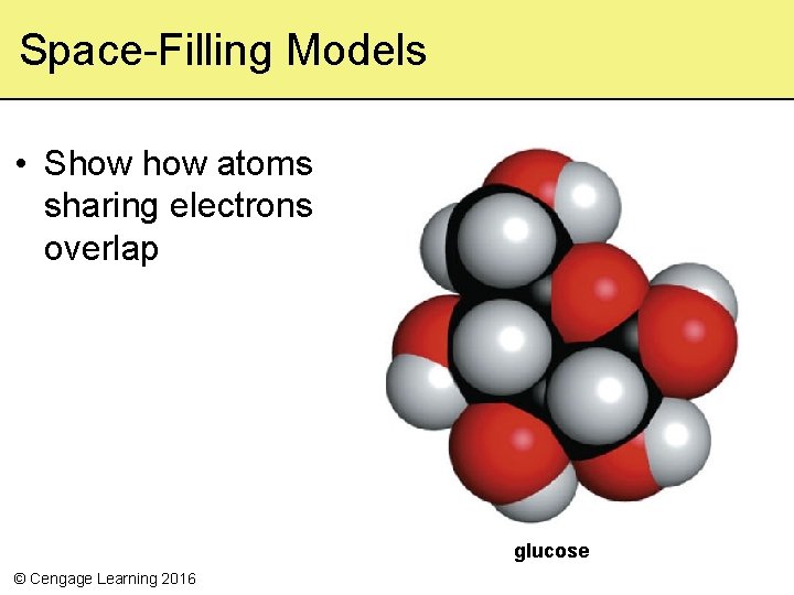 Space-Filling Models • Show atoms sharing electrons overlap glucose © Cengage Learning 2016 