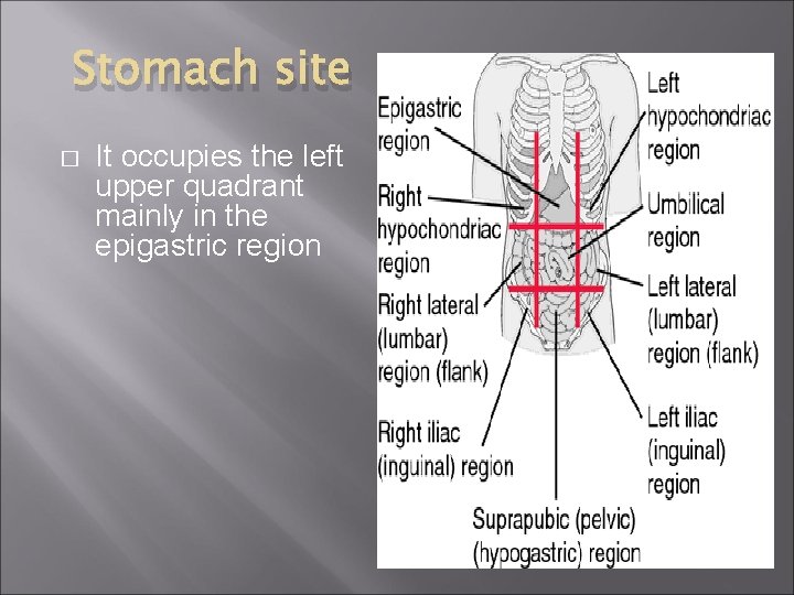 Stomach site � It occupies the left upper quadrant mainly in the epigastric region