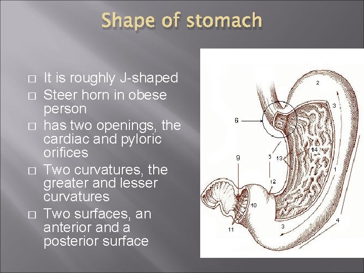 Shape of stomach � � � It is roughly J-shaped Steer horn in obese