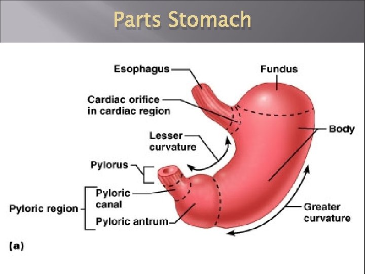 Parts Stomach 