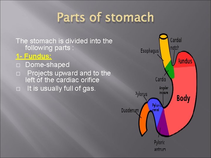 Parts of stomach The stomach is divided into the following parts : 1 -