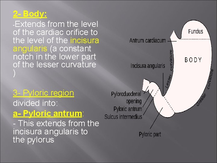 2 - Body: -Extends from the level of the cardiac orifice to the level