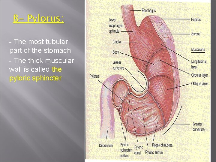 B- Pylorus: - The most tubular part of the stomach - The thick muscular