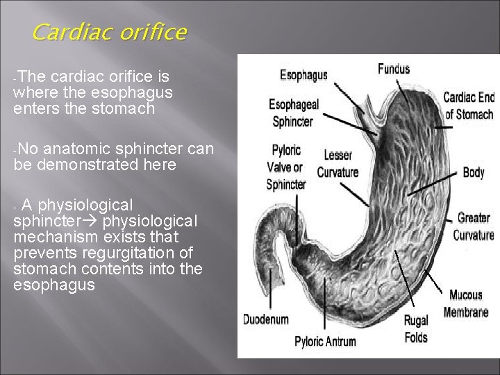 Cardiac orifice -The cardiac orifice is where the esophagus enters the stomach -No anatomic