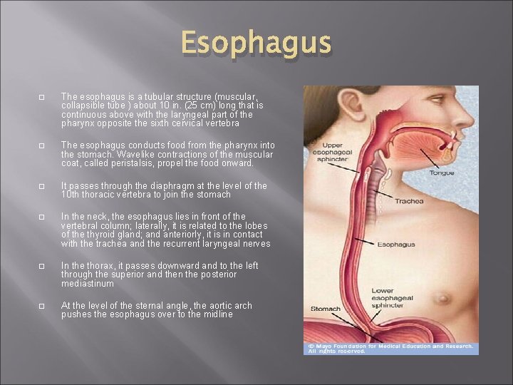 Esophagus � The esophagus is a tubular structure (muscular, collapsible tube ) about 10